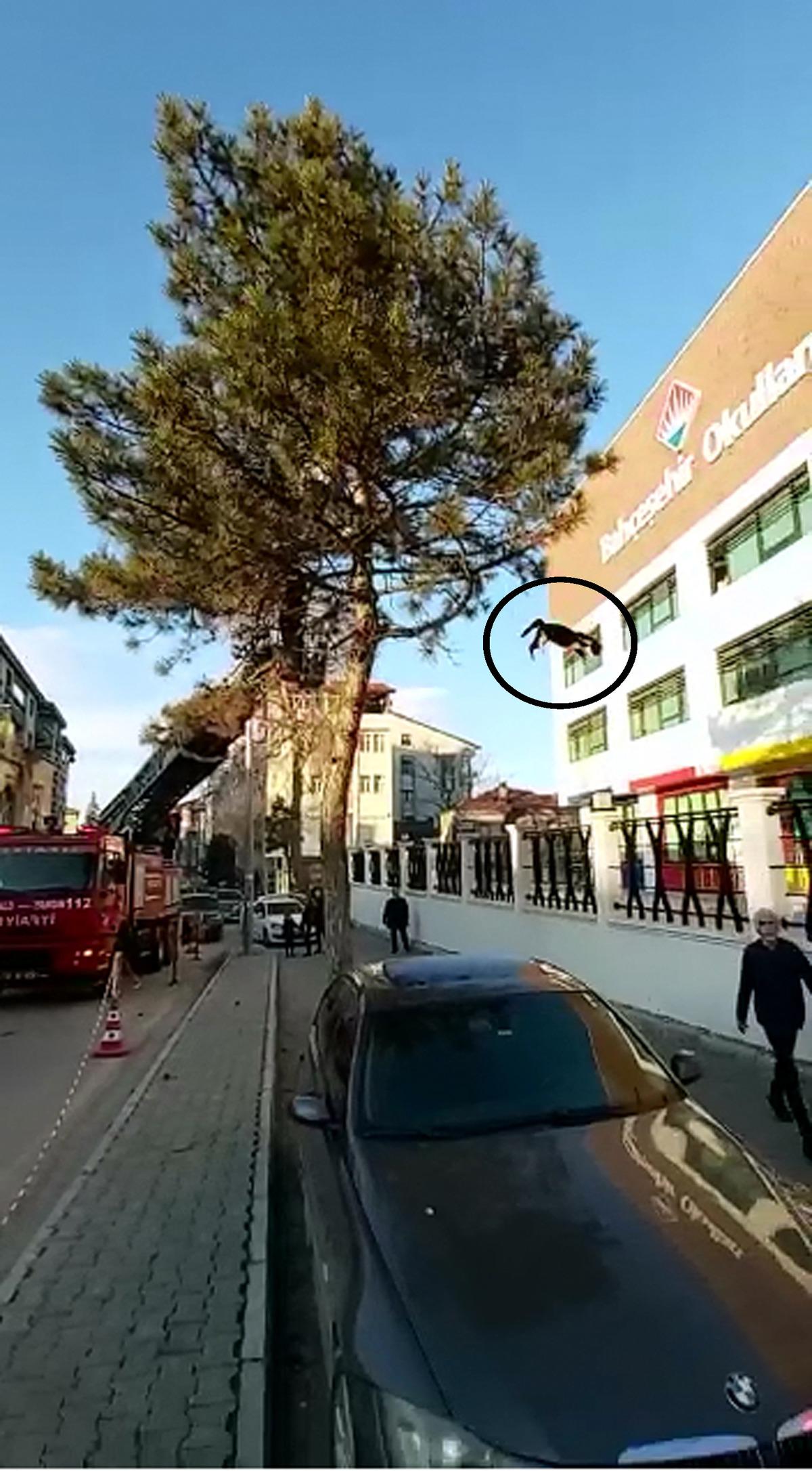 Yer: Isparta! Ağa&ccedil;tan &ccedil;ocuğun &uuml;zerine kedi atladı