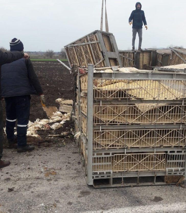 Osmaniye'de TIR devrildi! 2 bin 200 tavuk telef oldu G3