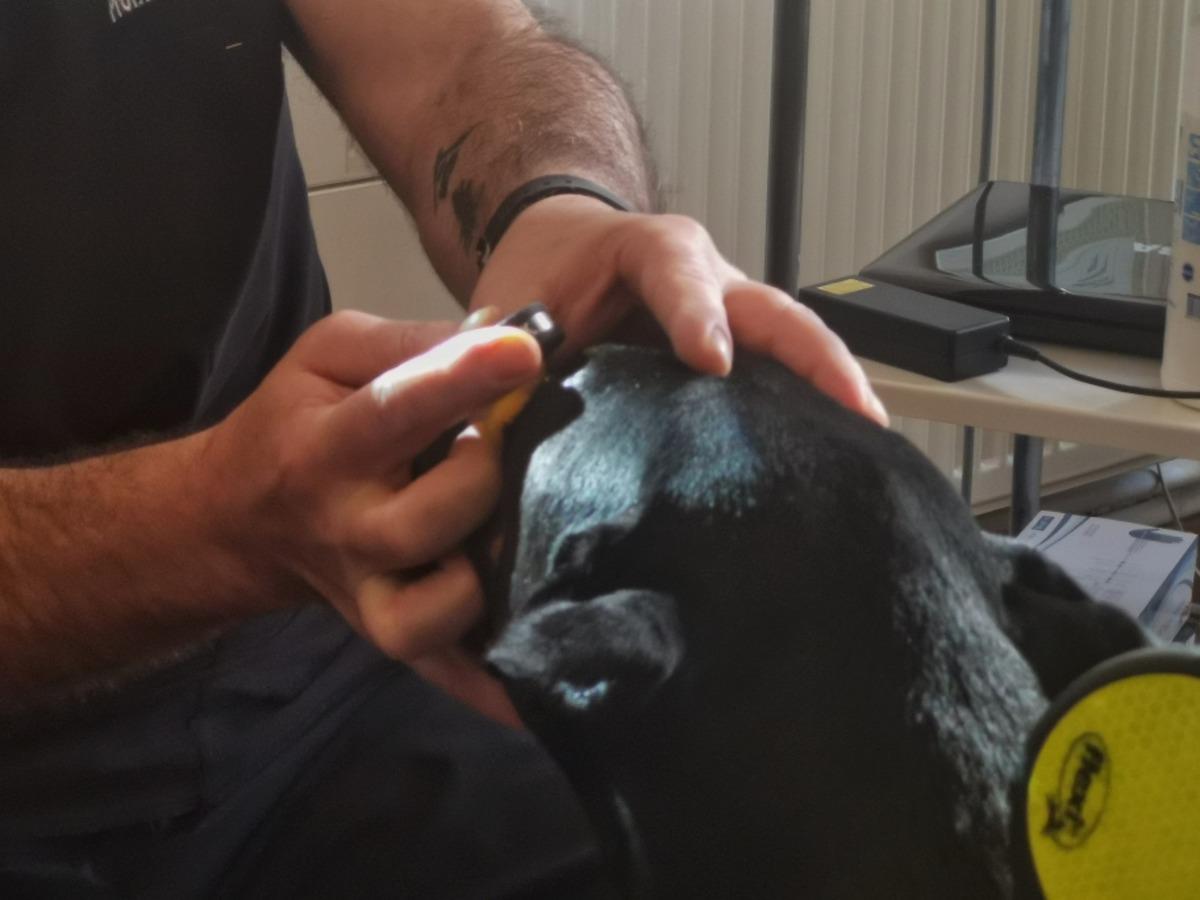 Bakan Pakdemirli'nin sahip &ccedil;ıktığı k&ouml;pek 'Bobo' katarakt ameliyatı oldu