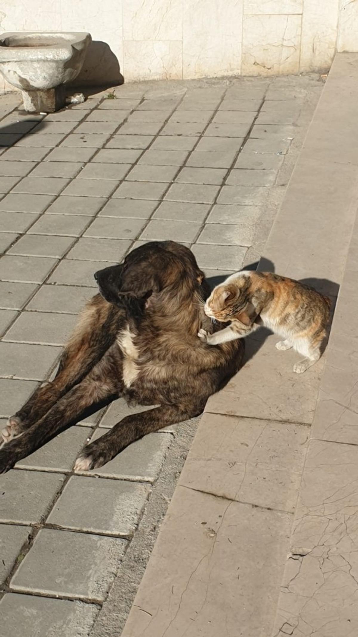 Tosya&rsquo;da kedi ile k&ouml;peğin dostluğu şaşırttı