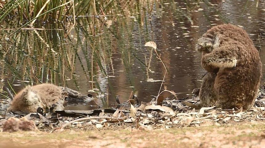 Yangından sağ kurtulan koala ölen arkadaşının başında yas tuttu