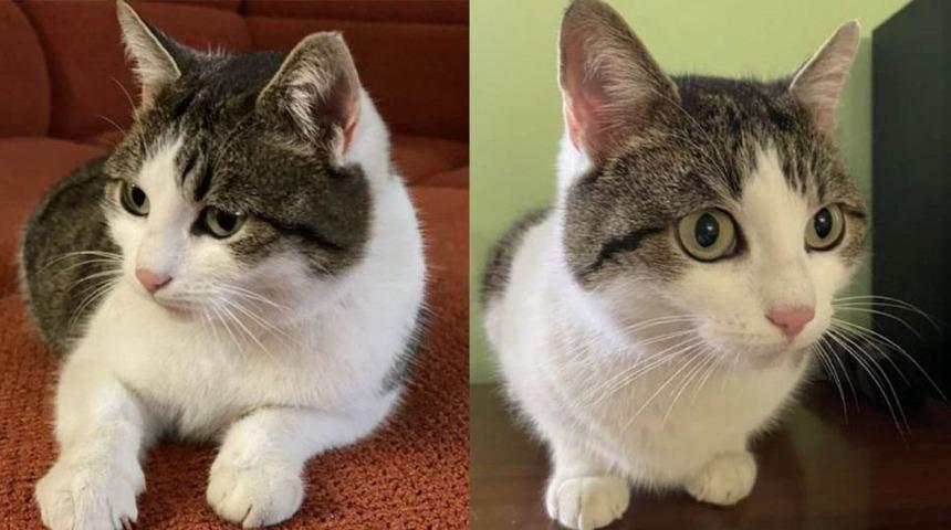 ‘Doğaüstü güçleri olan’ kedi 320 bin dolara satılıyor!