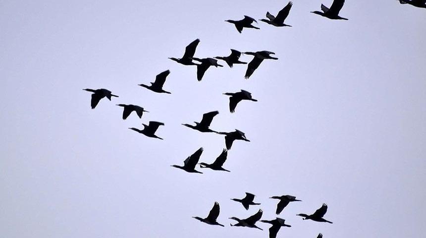 İstanbul'daki kuş ölümleri sonrasında dikkat çeken uyarı: Uzak durun