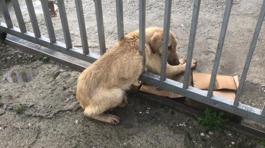 Demir parmaklıklara sıkışan k&ouml;peği trafik ekipleri kurtardı