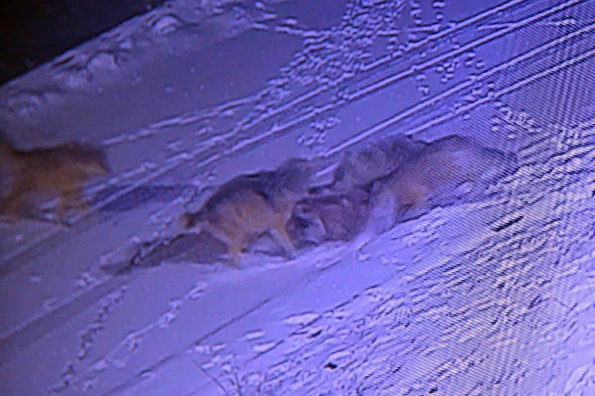 A&ccedil; kalan kurtlar k&ouml;peği par&ccedil;aladı! Kurtların saldırısı kamerada