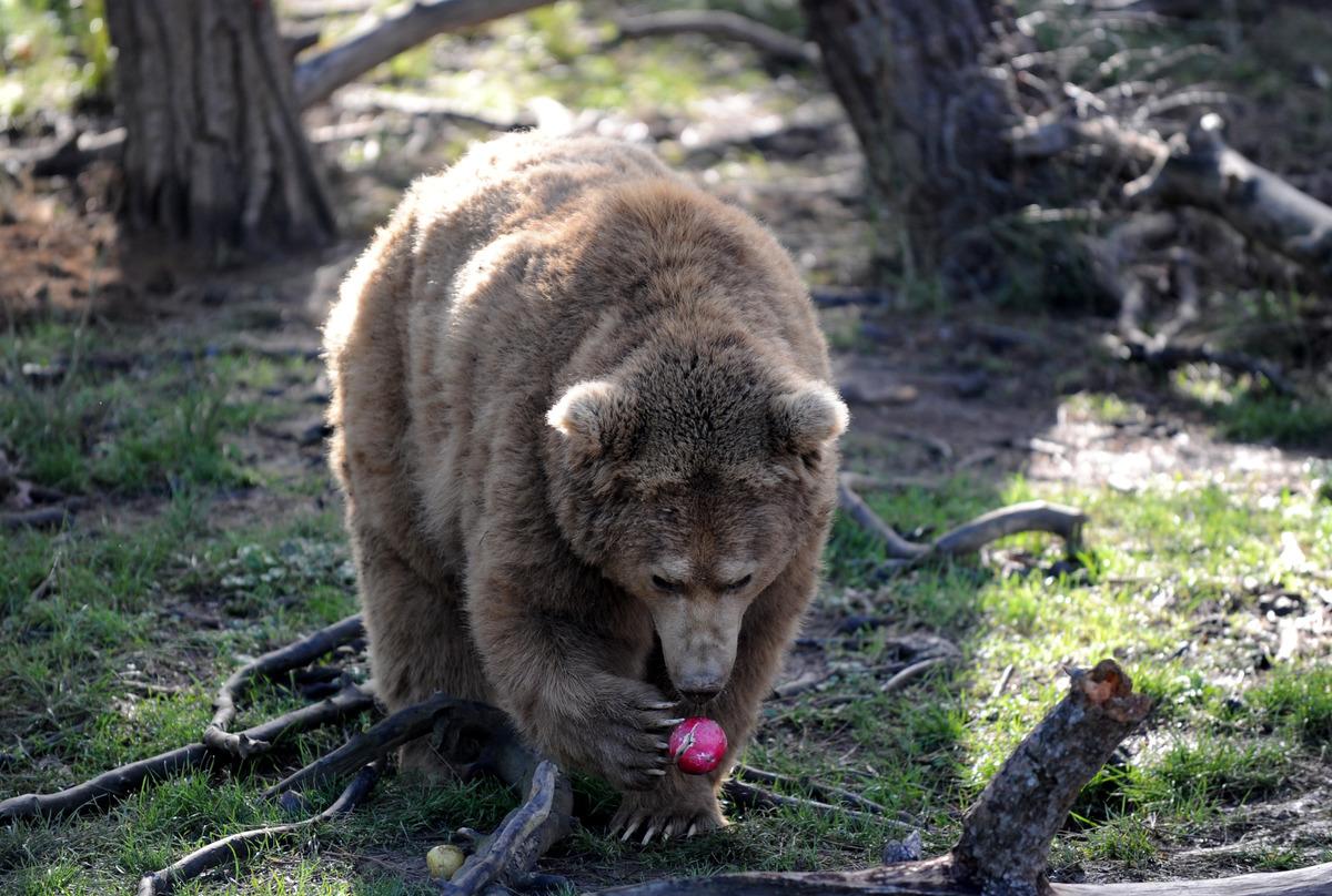 Kış uykusuna yatmayan ayılar i&ccedil;in &ouml;zel beslenme programı
