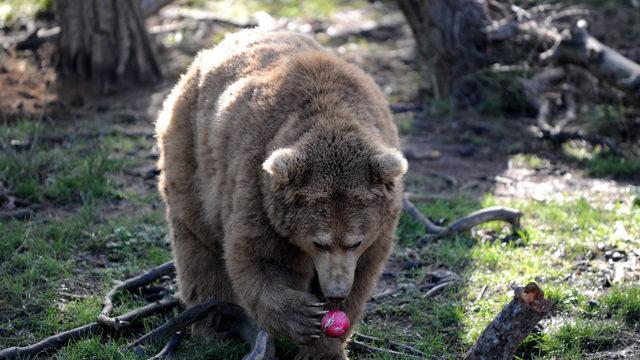 Kış uykusuna yatmayan ayılar için özel beslenme programı