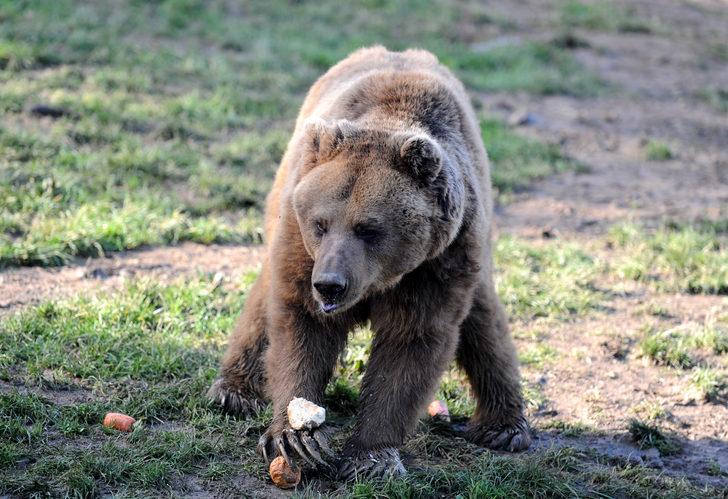 Kış uykusuna yatmayan ayılar için özel beslenme programı G2