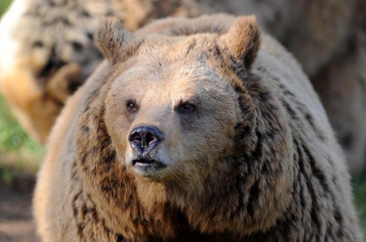 Kış uykusuna yatmayan ayılar için özel beslenme programı G5