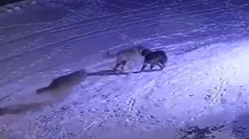 Erzurum&rsquo;da a&ccedil; kalan kurtlar k&ouml;peği yedi