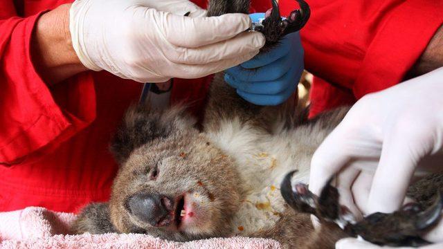 Koala, antibiyotik verilirken ve uzuvları sarılırken yatıştırılmış ancak resimde acı içinde gözüküyor.