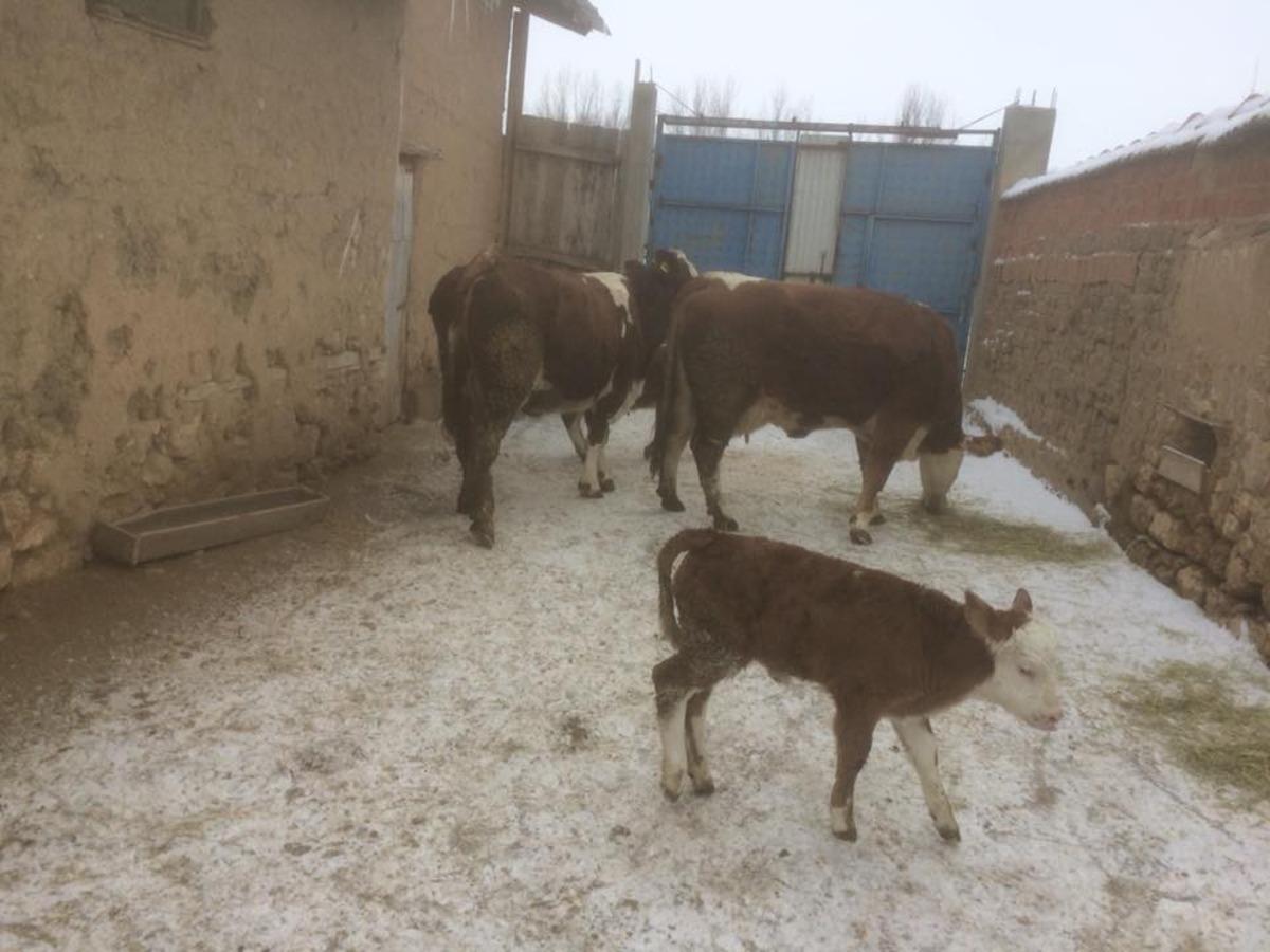 Aslanapa&rsquo;da 1 yılda yaklaşık 20 bin litre s&uuml;t &uuml;retiliyor