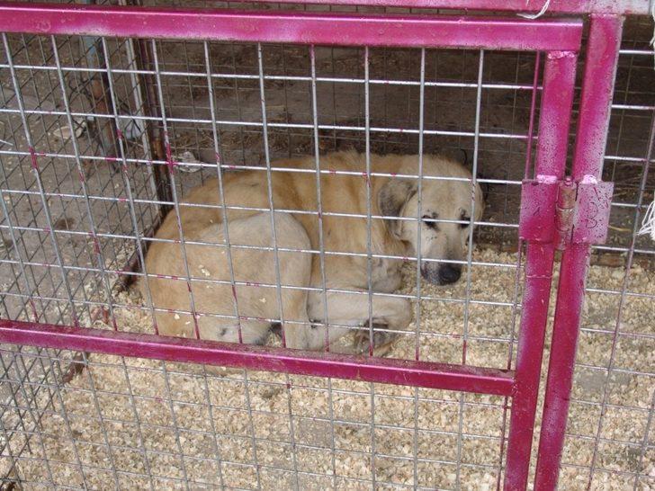 Hasta ve yaralı olan sokak hayvanları tedavi altına alındı G1