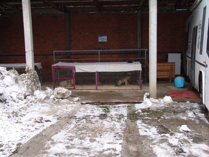 Hasta ve yaralı olan sokak hayvanları tedavi altına alındı G2