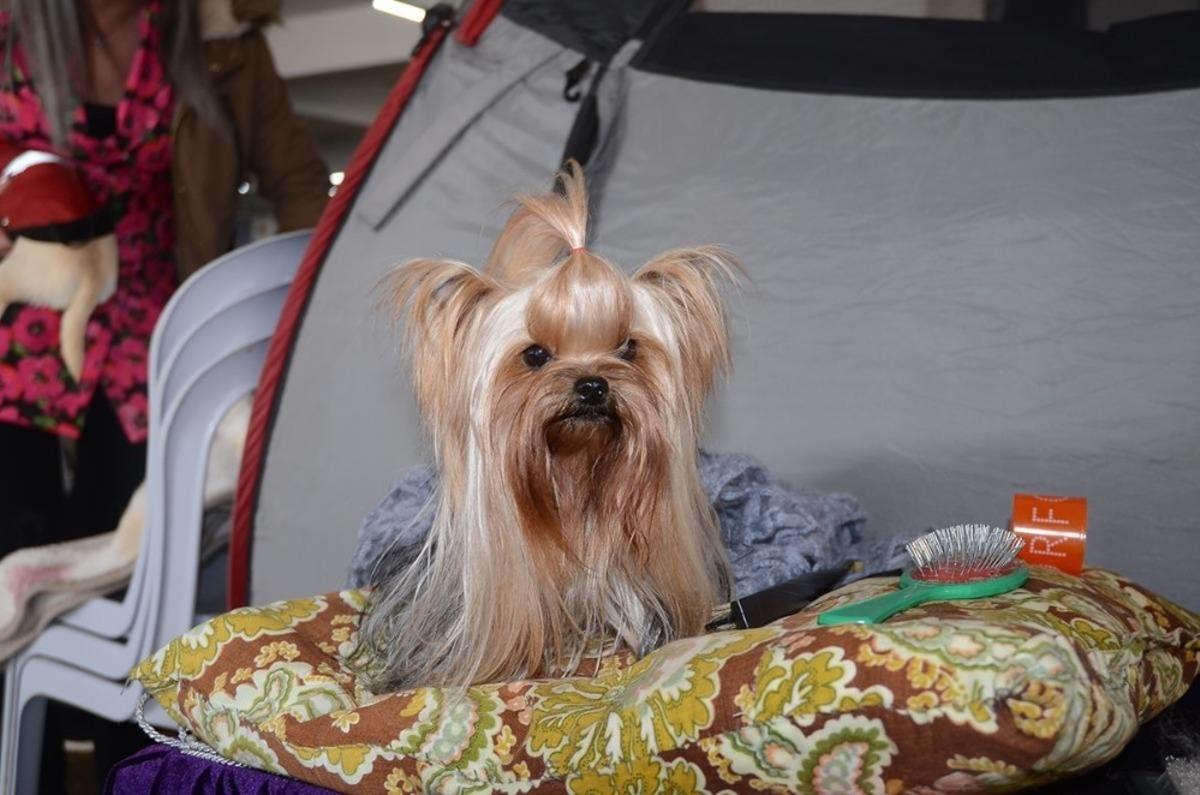 Kuşadası&rsquo;nda k&ouml;pek ırkları yarışması başladı