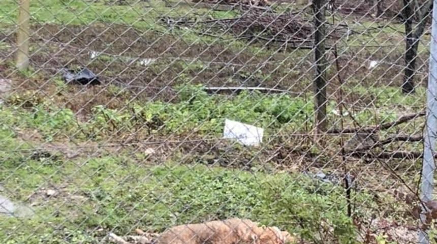 A&ccedil; kalan k&ouml;peklerin saldırdığı 3 koyun telef oldu