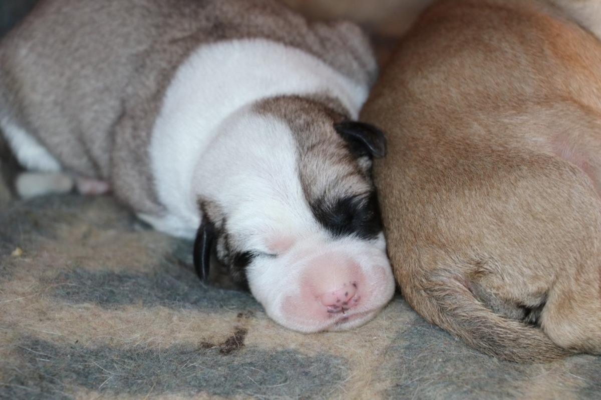Amasya'da 19 yaşındaki gen&ccedil; har&ccedil;lıklarıyla her g&uuml;n yavru k&ouml;pekleri besliyor
