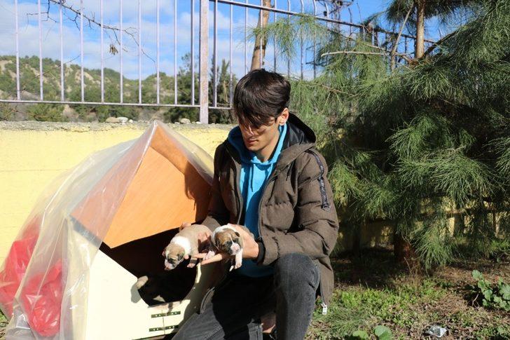 Amasya'da 19 yaşındaki genç harçlıklarıyla her gün yavru köpekleri besliyor G3