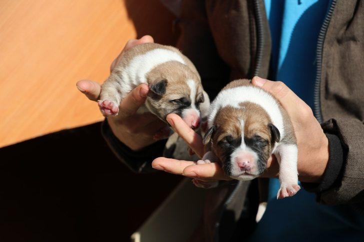Amasya'da 19 yaşındaki genç harçlıklarıyla her gün yavru köpekleri besliyor G4