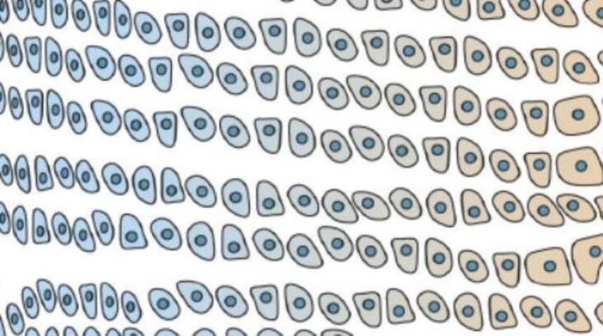 Histoloji nedir? Kim Milyoner Olmak İster'de histoloji sorusu!