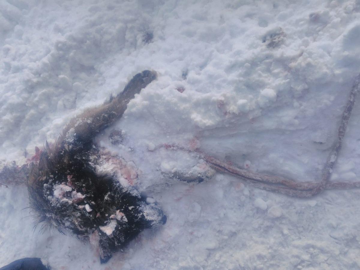 Başkale&rsquo;de yiyecek arayan kurtlar k&ouml;peği par&ccedil;aladı