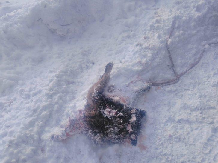 Başkale’de yiyecek arayan kurtlar köpeği parçaladı G2