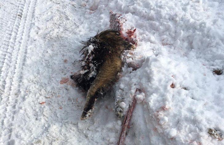 Başkale’de yiyecek arayan kurtlar köpeği parçaladı G3