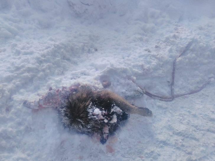 Başkale’de yiyecek arayan kurtlar köpeği parçaladı G4