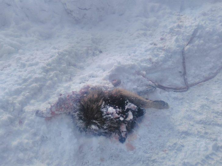 Başkale’de yiyecek arayan kurtlar köpeği parçaladı G5