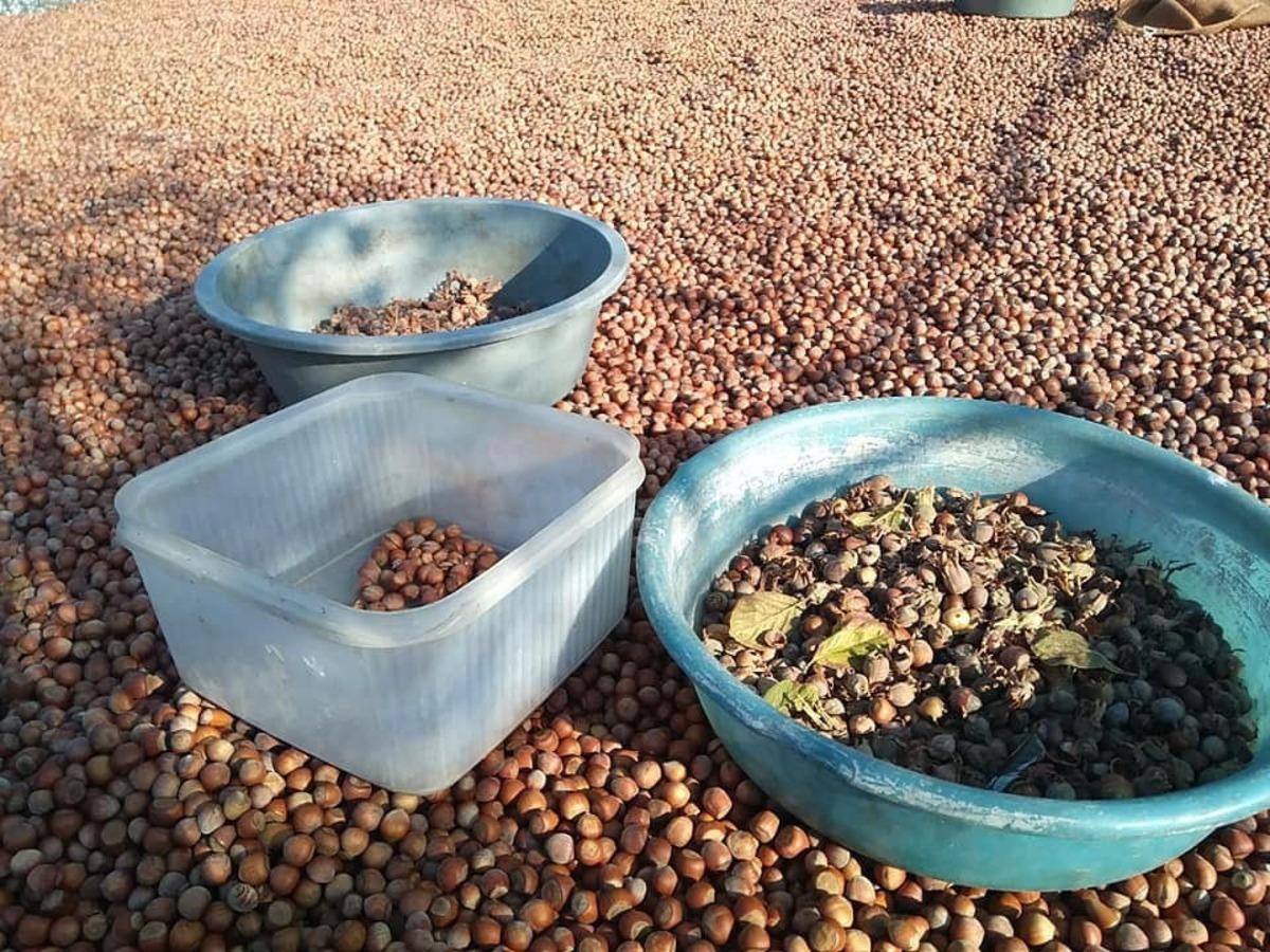 Fındık fiyatları 20 liraya y&uuml;kseldi!  