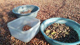 23 Şubat 2021 güncel fındık fiyatları... Fındık kaç lira oldu? İllere göre fındık fiyatları listesi!