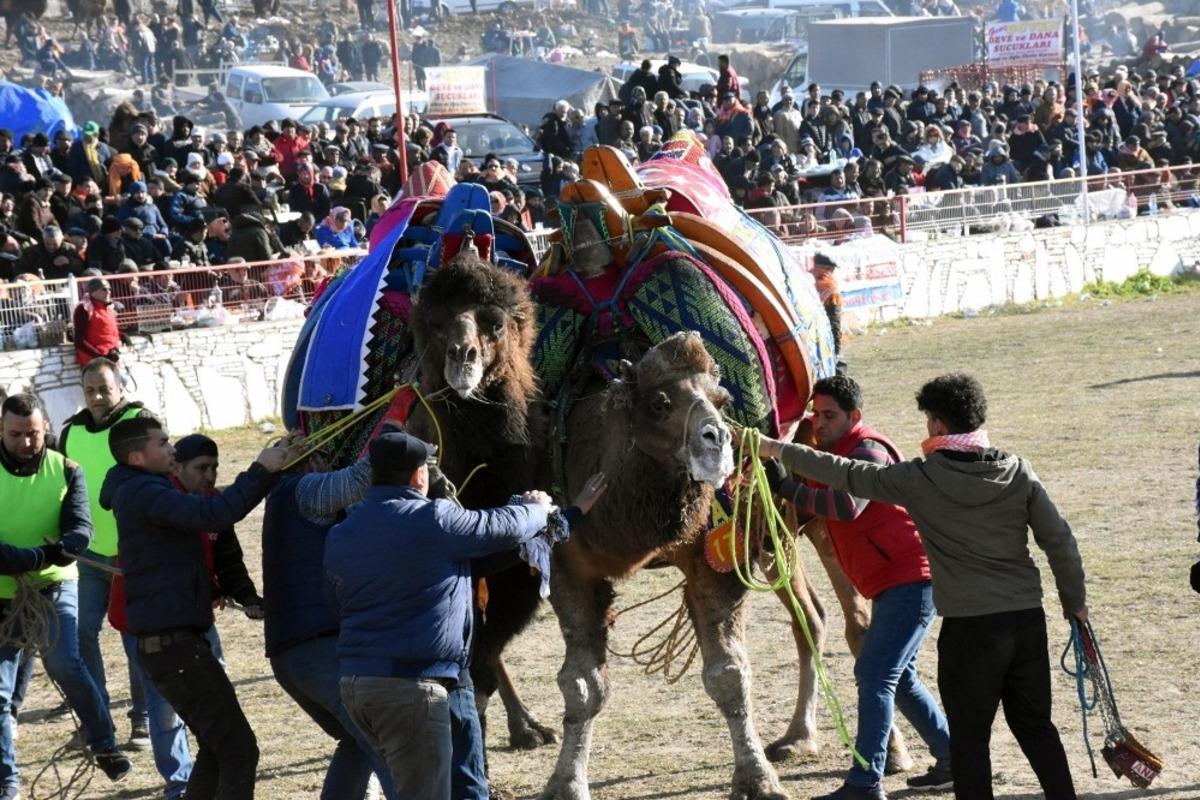 Yatağan&rsquo;da deve g&uuml;reşi