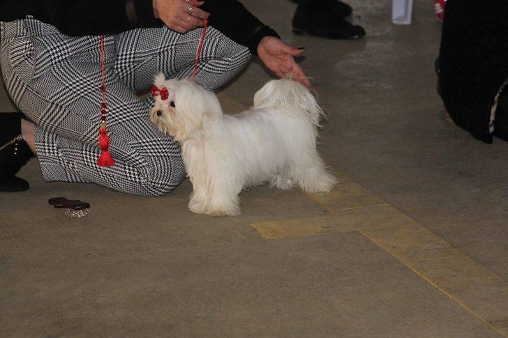 Köpek ırkları yarışması sona erdi G3