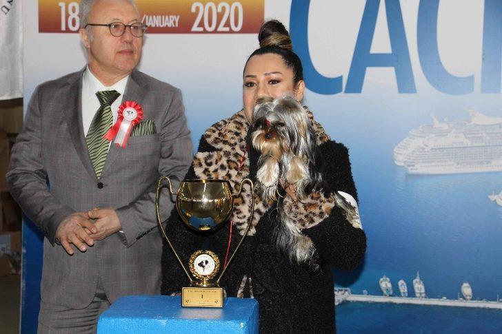 Köpek ırkları yarışması sona erdi G4