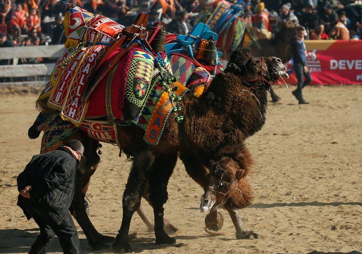 İzmir'de 38. Uluslararası Devecilik Festivali G5