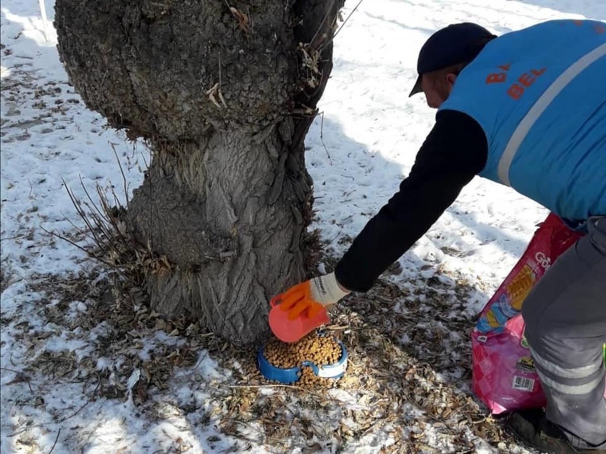 Bayburt&rsquo;ta sokak hayvanlarına yem bırakıldı