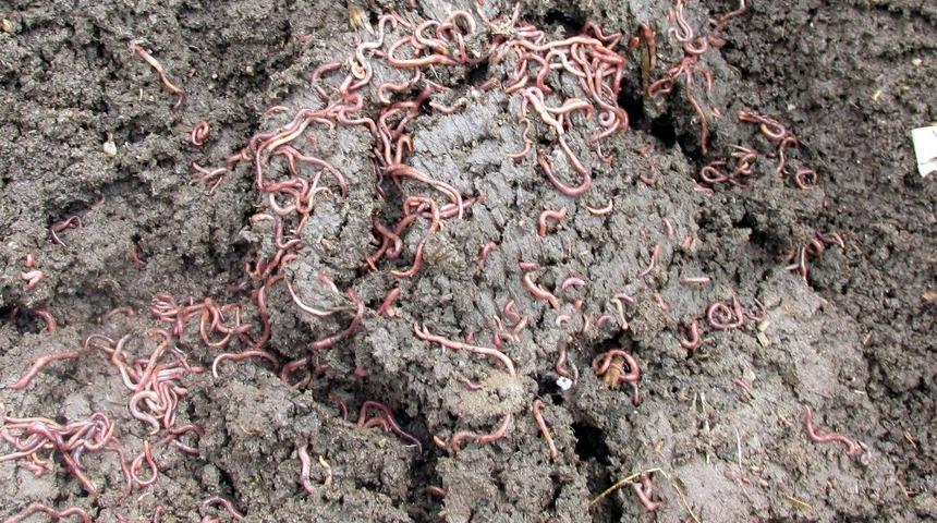 Zeytin karasuyu altına &ccedil;evrilebilir