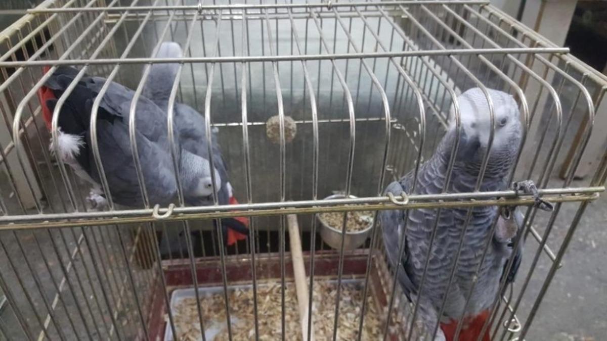 İstanbul'da papağan operasyonu! 200 bin liraya satmaya &ccedil;alışmış