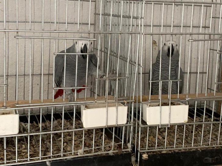 İstanbul'da papağan operasyonu! 200 bin liraya satmaya çalışmış G3