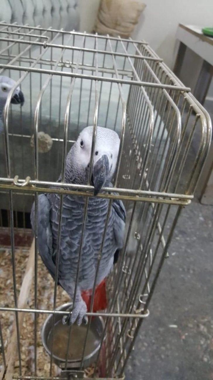 İstanbul'da papağan operasyonu! 200 bin liraya satmaya çalışmış G5