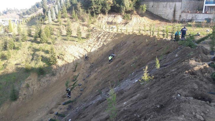 Ulaşlı’da toprak kayması yaşanan arazi ağaçlandırıldı G3