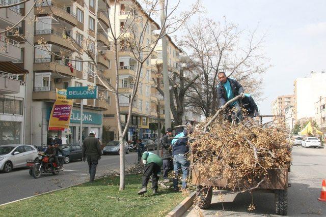 -Kilis’te cadde ve yollardaki ağaçların budanmaya devam ediliyor