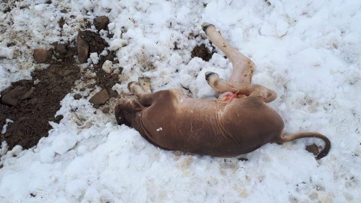 Kardan dolayı ahır çöktü, 4 hayvan telef oldu G2