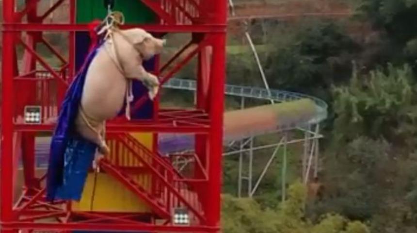 Domuza zorla bungee jumping yaptırıldı!