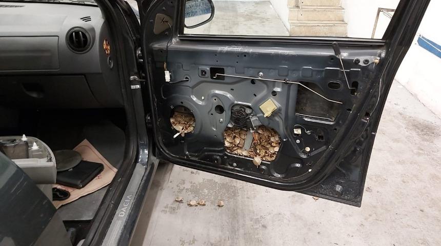 Sarp Sınır Kapısı’nda yakalandı! Tam 5 bin 450 adet su kaplumbağası...