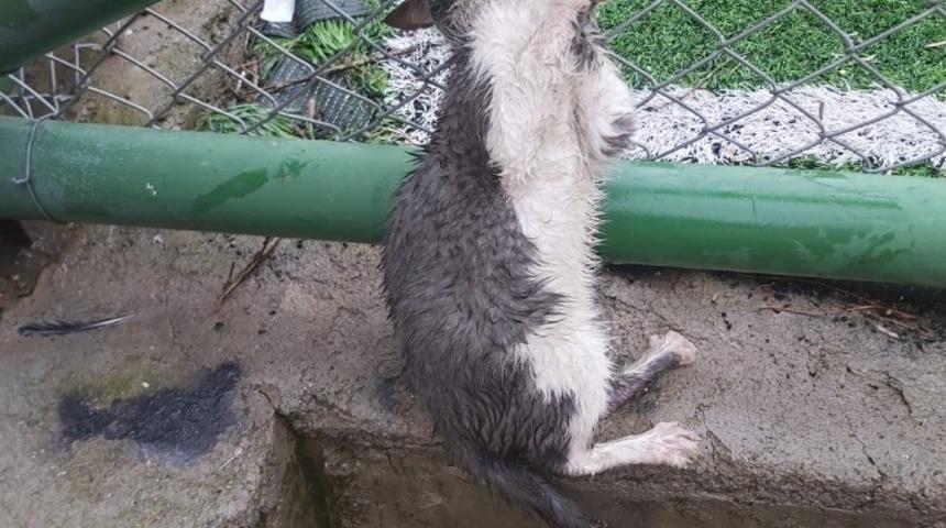 AFAD g&ouml;n&uuml;ll&uuml;s&uuml; ve arkadaşı başı tel &ouml;rg&uuml;de sıkışan kediyi kurtardı
