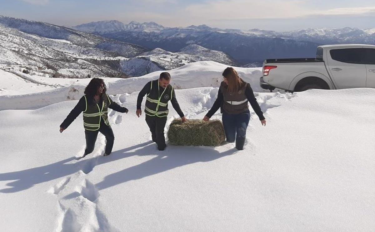 Yaban hayvanları i&ccedil;in doğaya yem bırakıldı