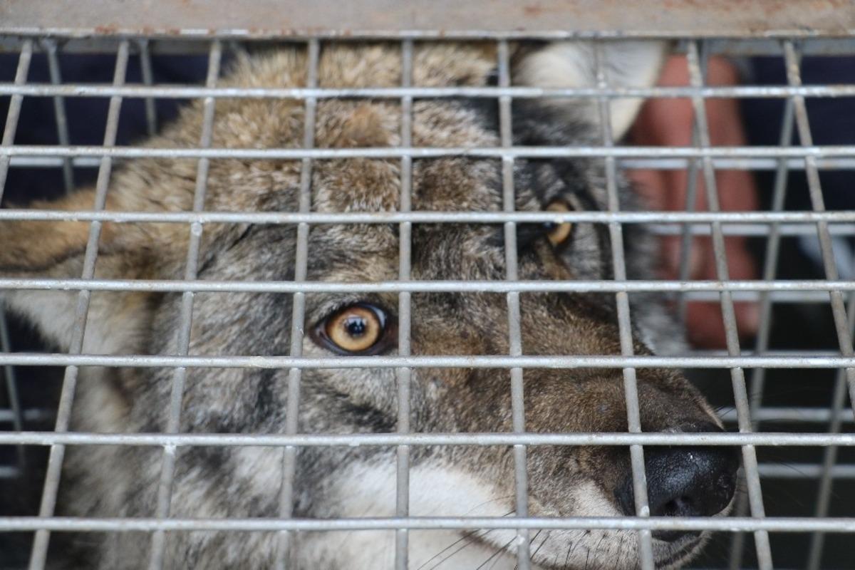 Bitkin ve y&uuml;r&uuml;yemez halde bulunan kurt, tedavi altına alındı