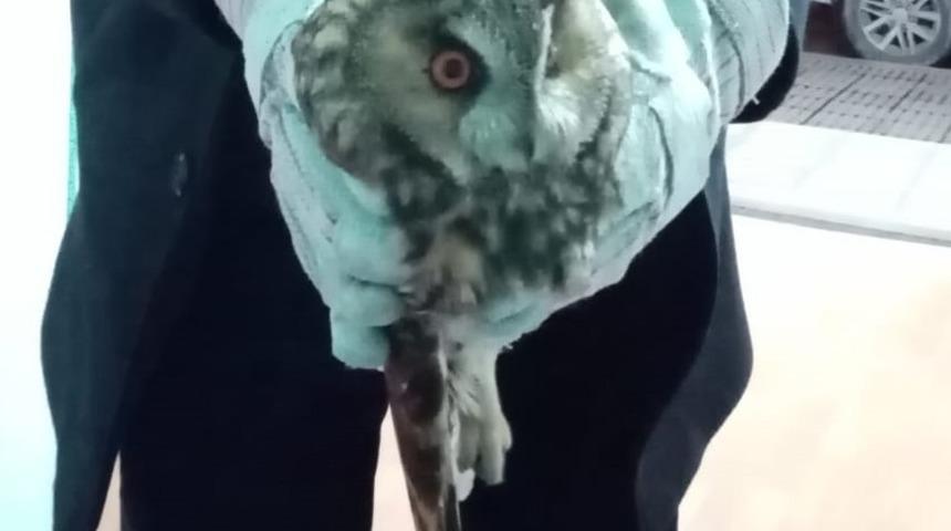 Yaralı kulaklı orman baykuşu tedavi altında