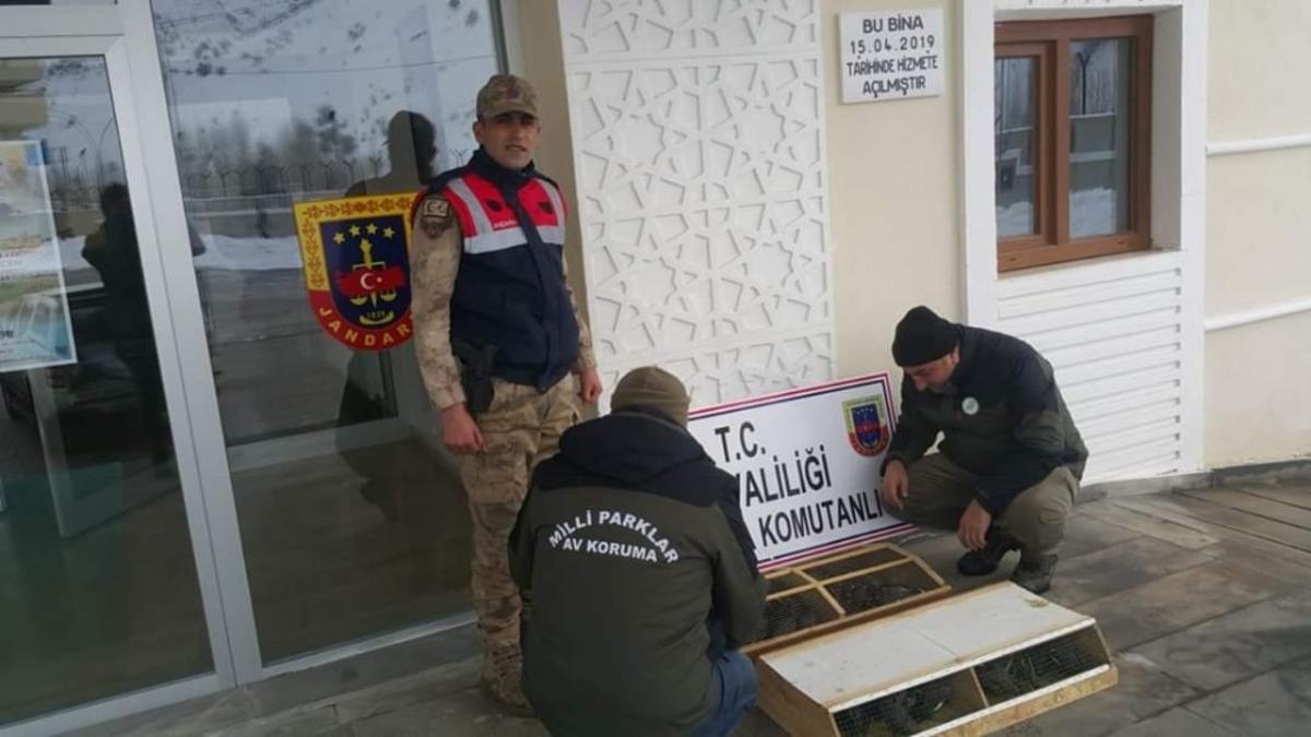 Van&rsquo;da 75 Common Myna kuşu ele ge&ccedil;irildi